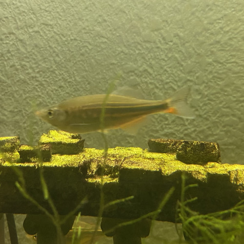 Danio Malabar