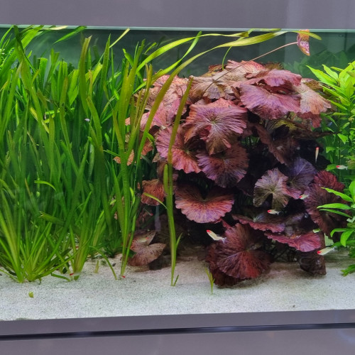Aquarium marque Eheim Modèle Incpiria 430 alpin blanc