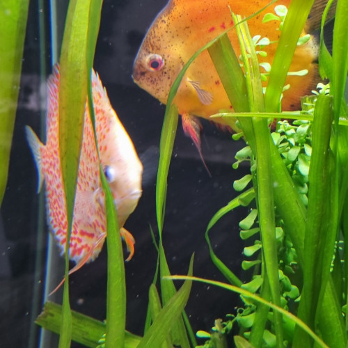Couple Discus