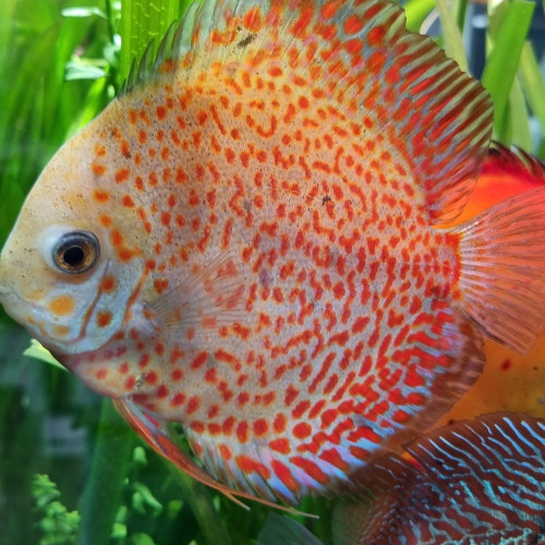 Couple Discus