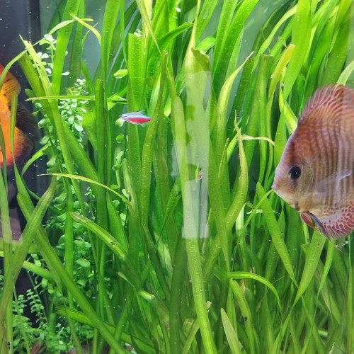 Discus