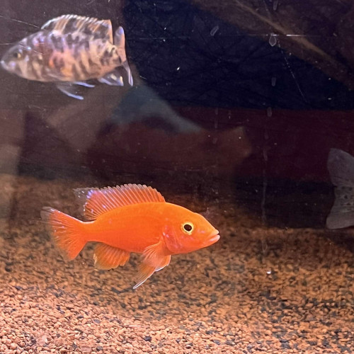 Je récupère tout types de poissons d’eau douce