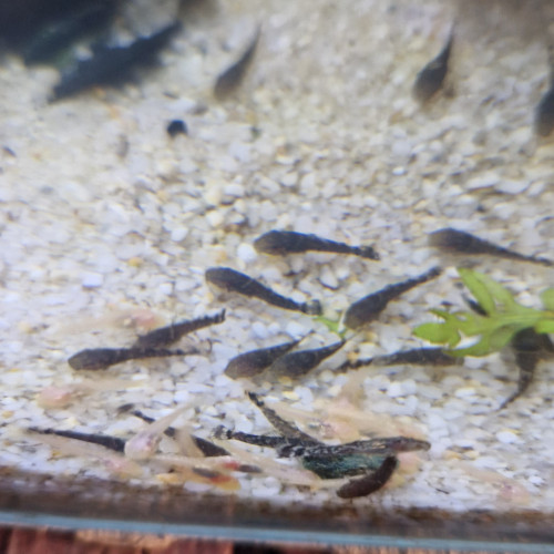 Ancistrus 2 cm albinos et noir