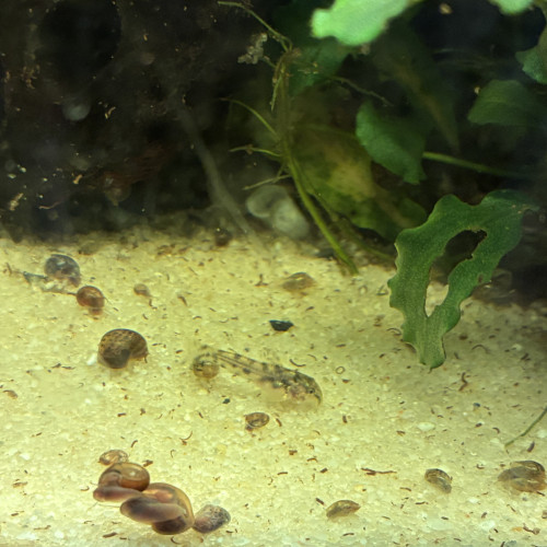 Corydoras habrosus