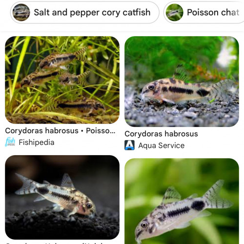 Corydoras habrosus