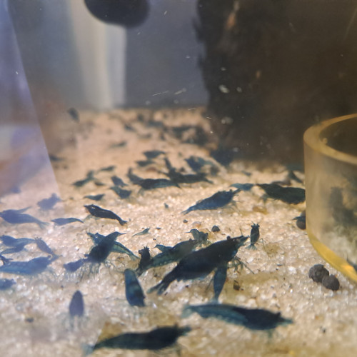 Néocaridina blue velvet