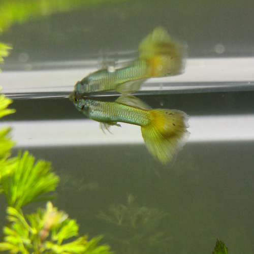 don de 9 néons bleu et un guppy