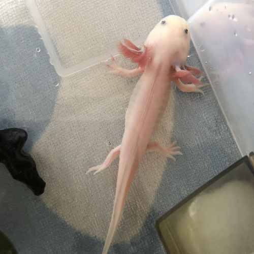 Jeunes Axolotls