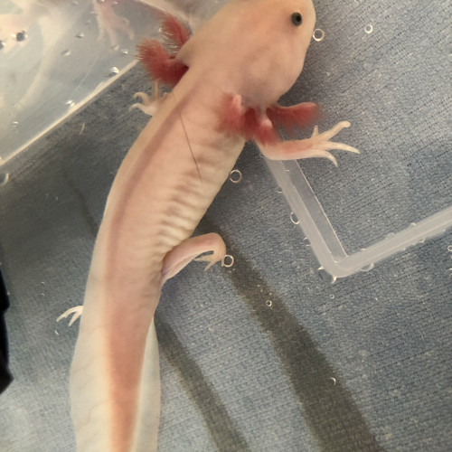 Jeunes Axolotls