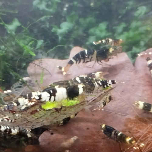 Caridina Taiwan bee mix Fancy Black Tiger