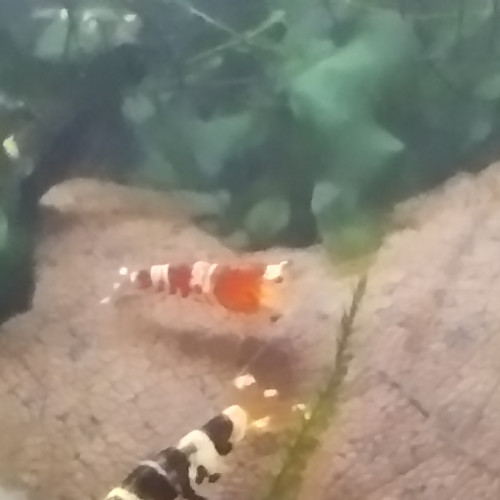 Caridina Taiwan bee mix Fancy Black Tiger