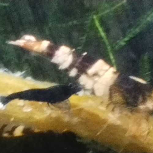 Caridina Taiwan bee mix Fancy Black Tiger