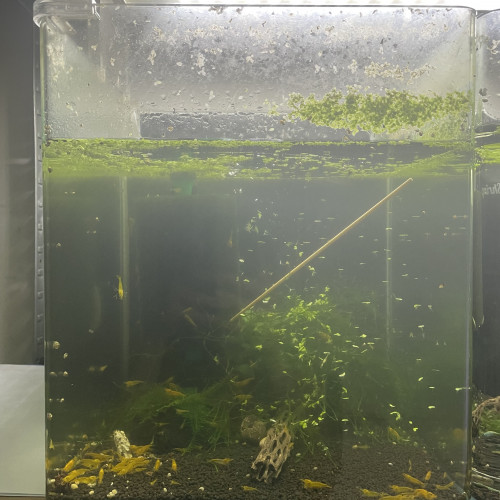 Nano 30l avec yellow King Kong