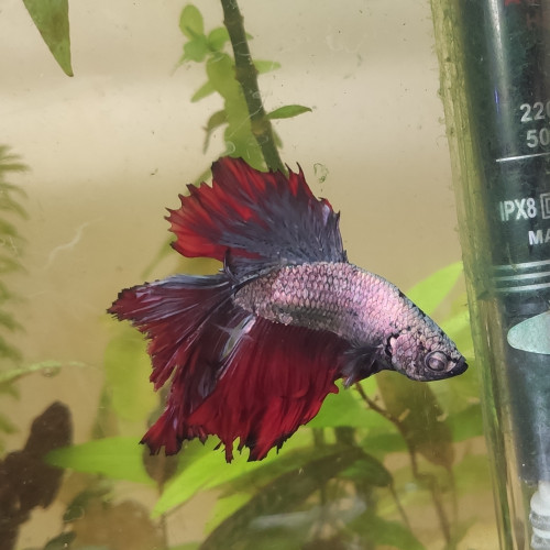 Betta
