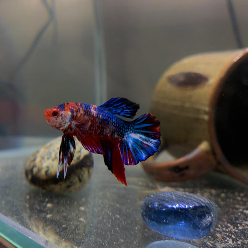 Betta mâle plakat