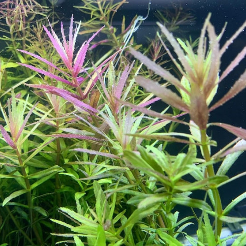 Lot de plantes à croissance rapide pour aquarium d'eau douce