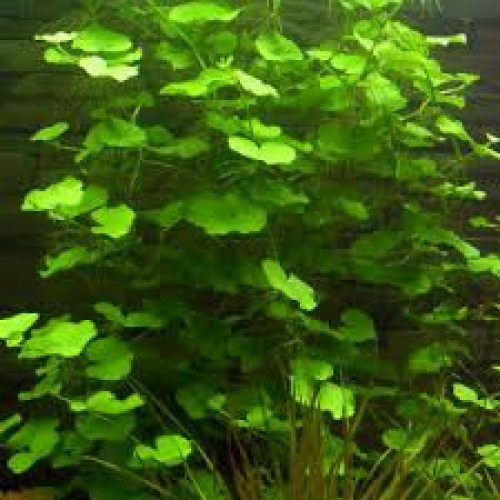 Lot de plantes à croissance rapide pour aquarium d'eau douce