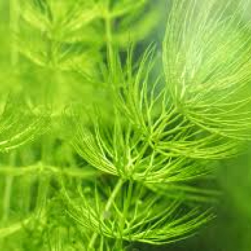 Lot de plantes à croissance rapide pour aquarium d'eau douce