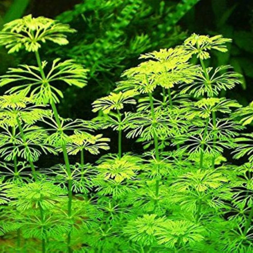 Lot de plantes à croissance rapide pour aquarium d'eau douce