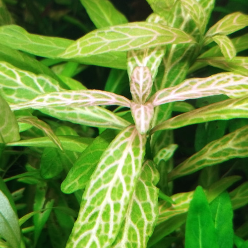 Lot de plantes à croissance rapide pour aquarium d'eau douce