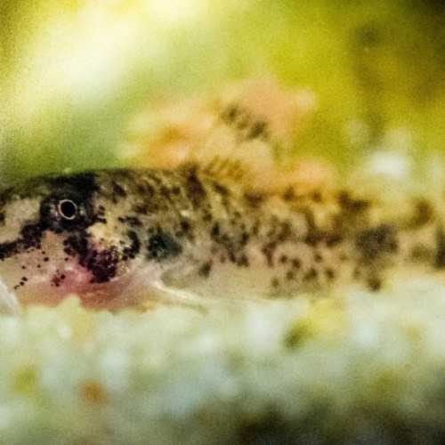 Donne poissons divers pour nano aquarium (ou autre), crevettes et coquillages.