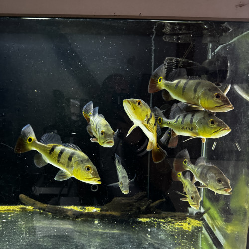 Cichla Monoculus
