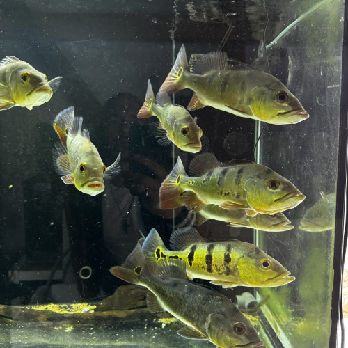 Cichla Monoculus