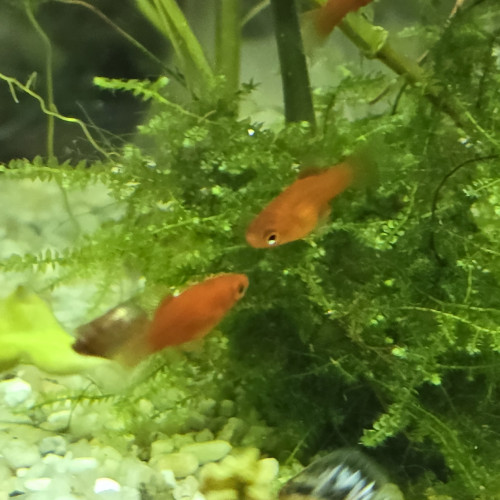 Platy