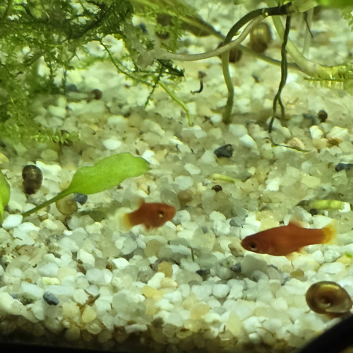 Platy