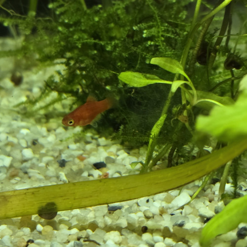 Platy