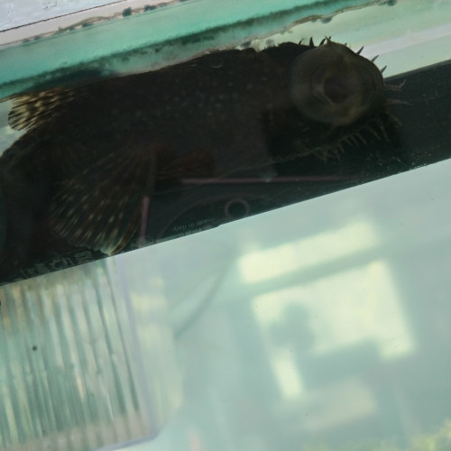 Don ancistrus