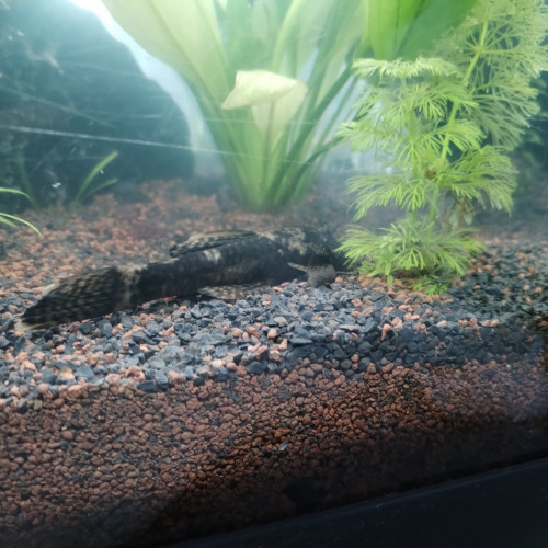 Don ancistrus
