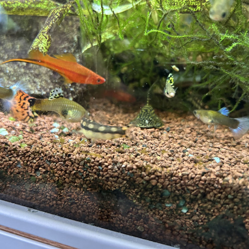 Donne divers poissons