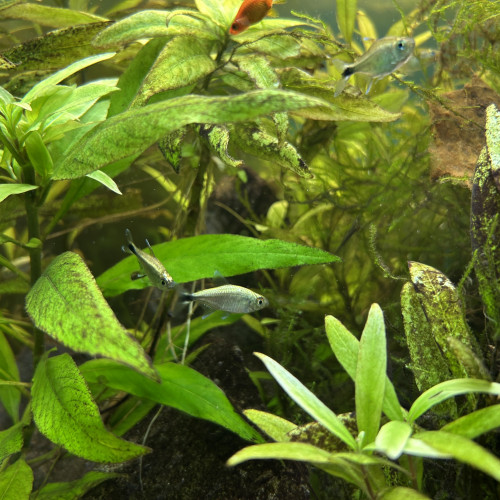 Donne divers poissons