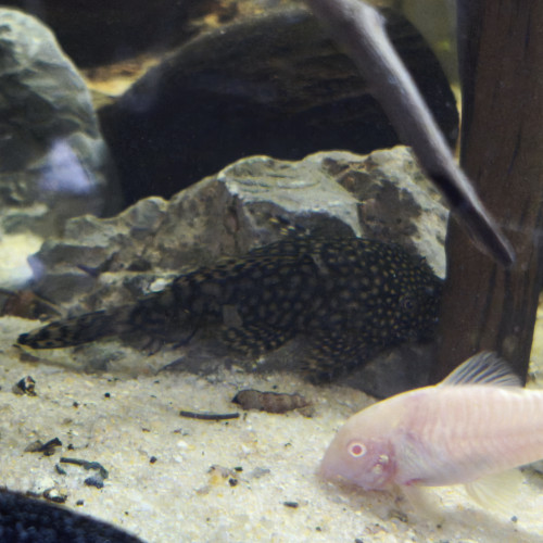 Ancistrus black