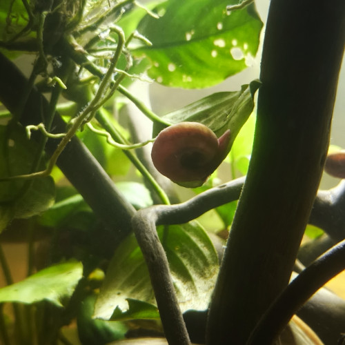 Planorbes et mélanoïde