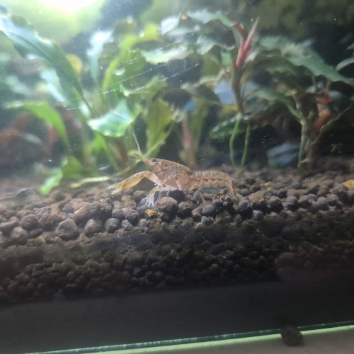 Écrevisses texanus