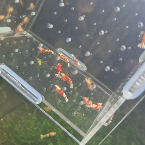 Caridina fancy red