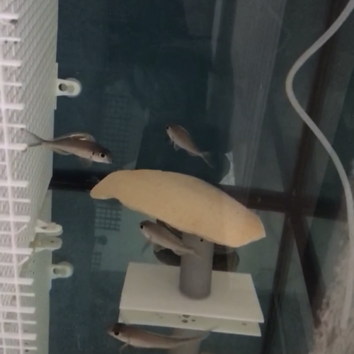 Xenotilapia nigrolabiata