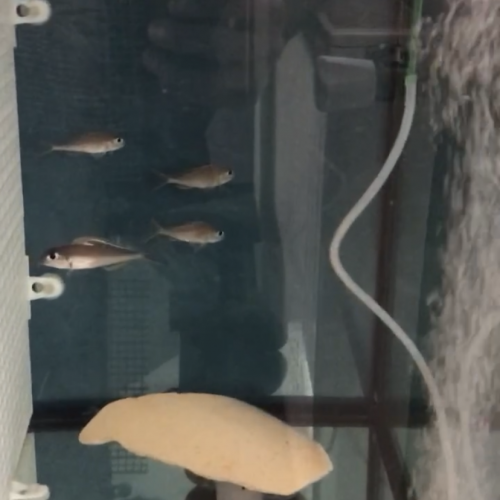 Xenotilapia nigrolabiata