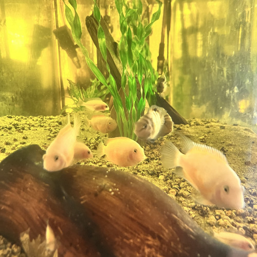 Dons de nigrofasciatus