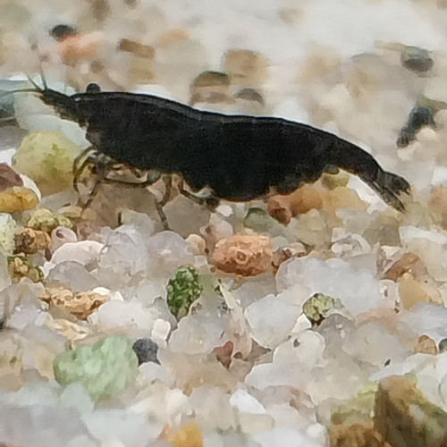 Crevettes neocaridina black