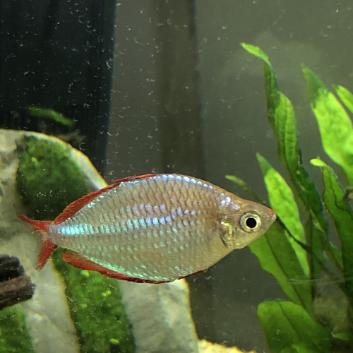 Melanotaenia praecox