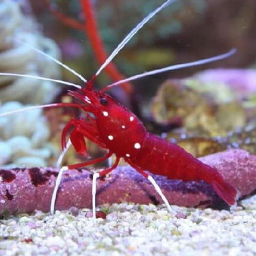 Lot de Détritivores a vendre pour eau de mer