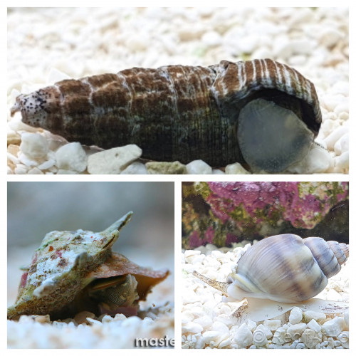Lot de Détritivores a vendre pour eau de mer