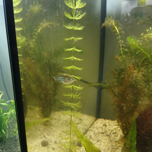 5 danio rerio