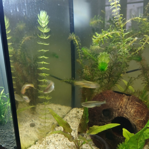 5 danio rerio