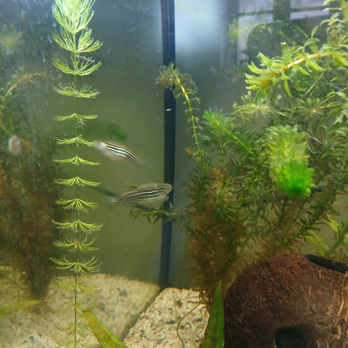 5 danio rerio