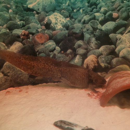 Axolotls avec aquarium