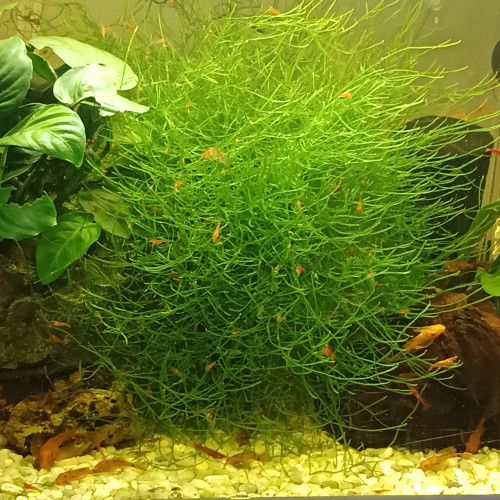 Crevettes Red cherry